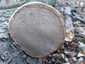 Bükkfa-tapló (Fomes fomentarius), Budai-hegység